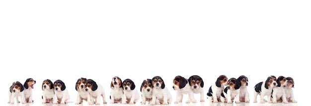 De nombreux chiots beagle isolés sur fond blanc