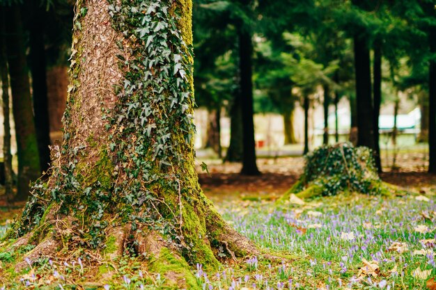 De nombreux crocus dans l'herbe sous l'arbre un champ de crocus