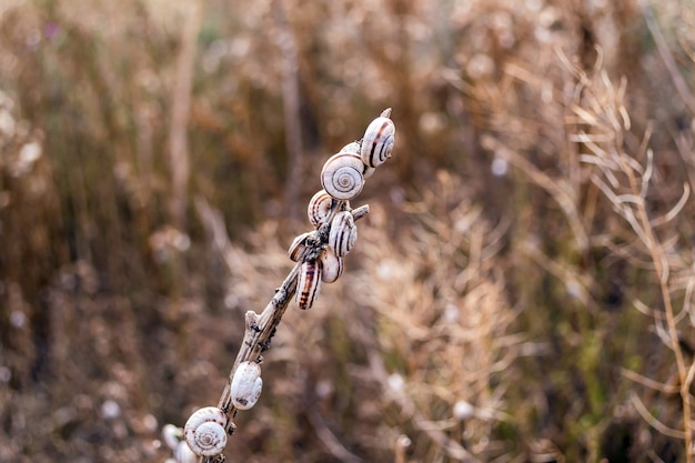 De nombreux escargots sur une branche sèche