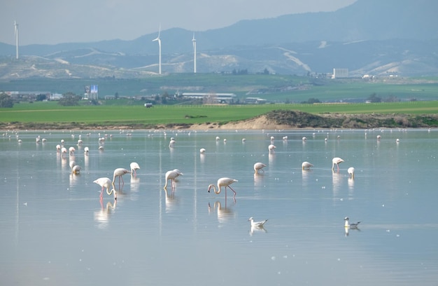 De nombreux flamants roses se nourrissant dans le lac salé de Larnaca Chypre sur l'eau calme