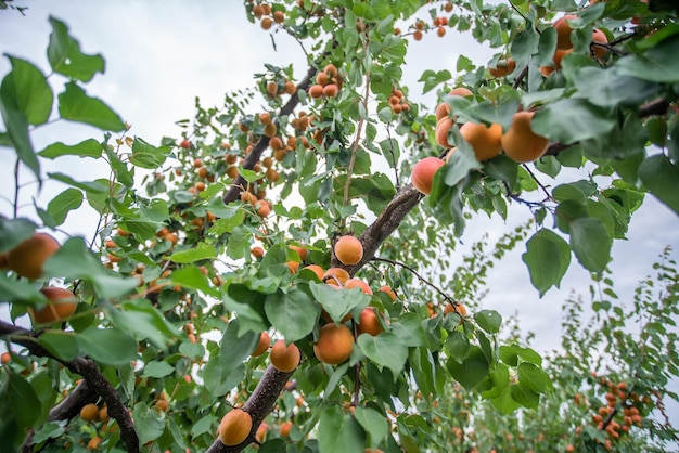 De nombreux fruits d'abricot sur un arbre dans le jardin par un beau jour d'été Fruits biologiques Alimentation saine Abricots mûrs