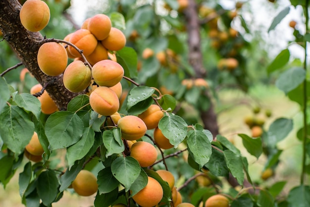 De nombreux fruits d'abricot sur un arbre dans le jardin par un beau jour d'été Fruits biologiques Alimentation saine Abricots mûrs