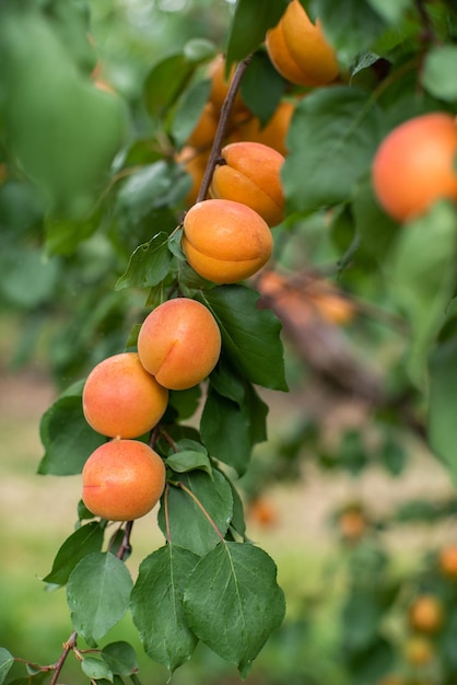 De nombreux fruits d'abricot sur un arbre dans le jardin par un beau jour d'été Fruits biologiques Alimentation saine Abricots mûrs