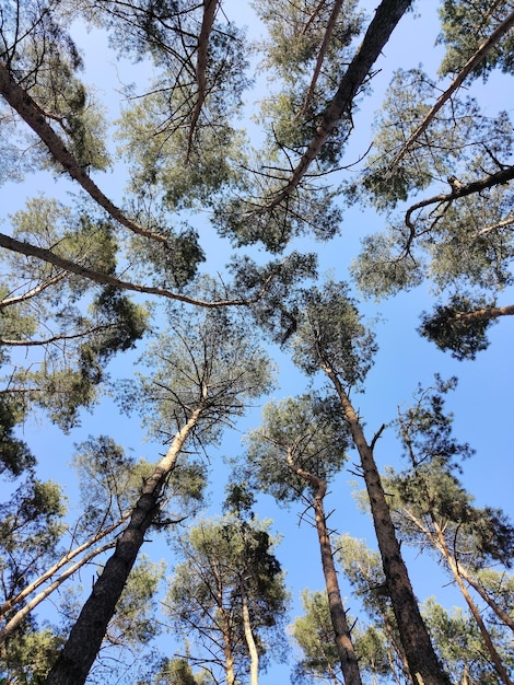 De nombreux grands pins contre le ciel bleu vue d'en bas