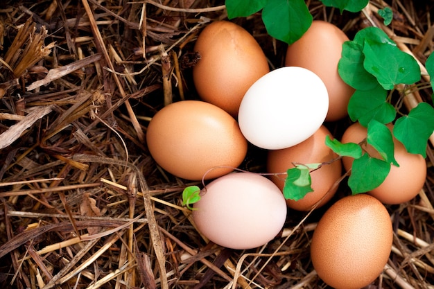 De nombreux œufs de poule dans le foin