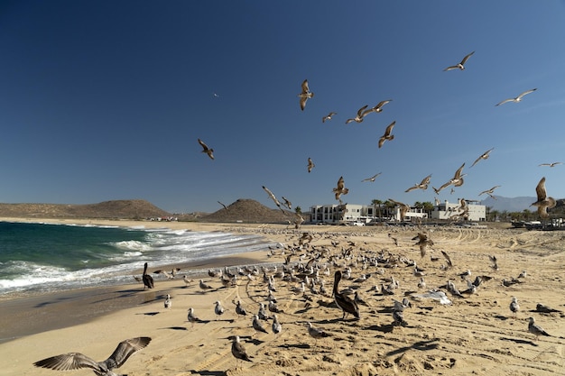 De nombreux oiseaux pélicans mouette sur baja california sur beach punta lobos