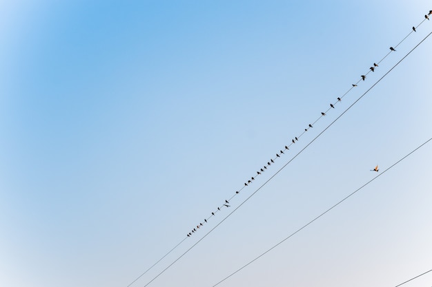 De nombreux oiseaux se rapprochent des lignes électriques sur un ciel clair, des oiseaux sur un câble métallique.