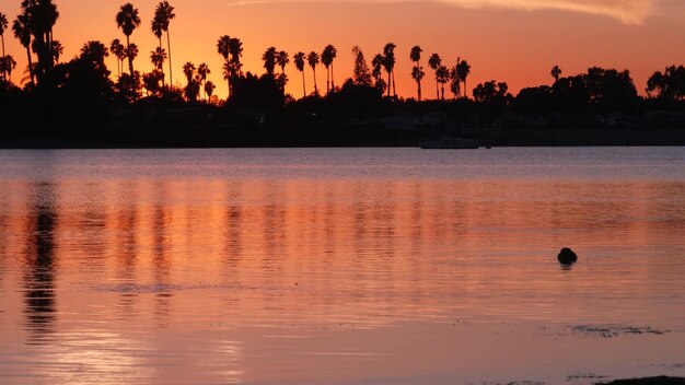 De nombreux palmiers silhouettes réflexion sunset ocean beach california coast usa