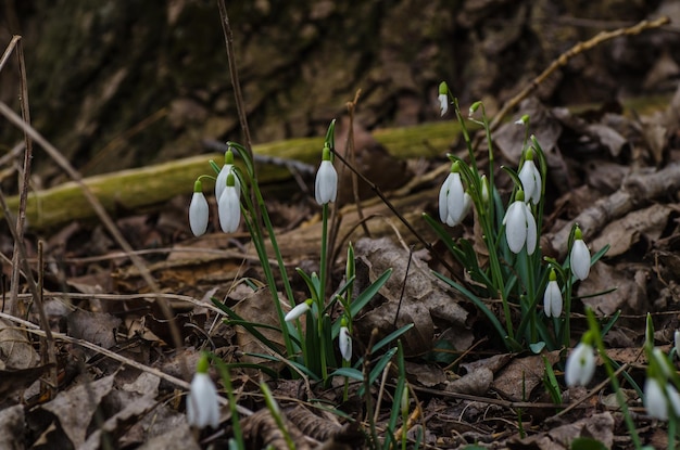 De nombreux perce-neige sur place