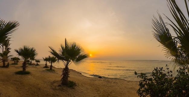 De nombreux petits palmiers au lever du soleil sur la plage dans le panorama égyptien