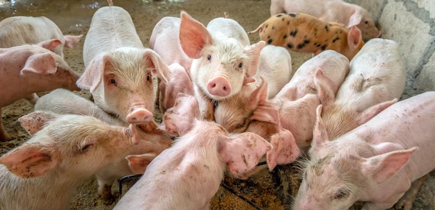 De nombreux petits porcelets se battent pour se nourrir dans une ferme porcine rurale vue de dessus