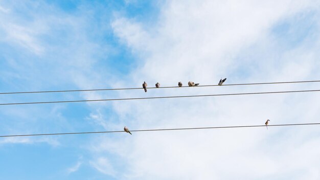 Photo de nombreux pigeons sauvages jouent sur des fils électriques dans le ciel bleu de l'hiver du bangladesh