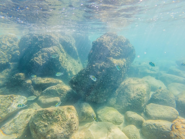 De nombreux poissons anémones et créatures marines plantes et coraux sous l'eau près du fond marin avec du sable et des pierres aux couleurs bleu et violet paysages marins vues sur la vie marine