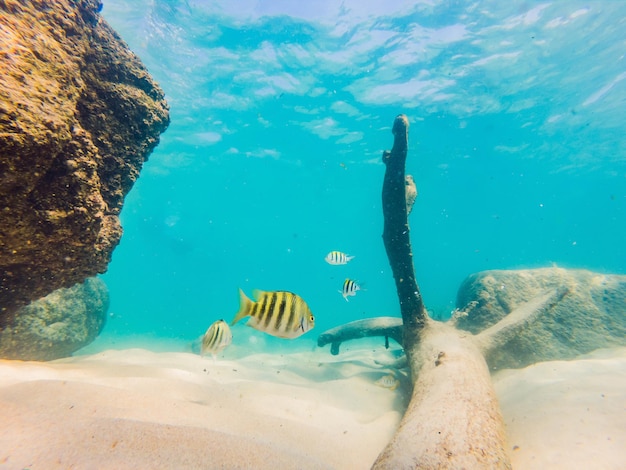 De nombreux poissons anémones et créatures marines plantes et coraux sous l'eau près du fond marin avec du sable et des pierres aux couleurs bleu et violet paysages marins vues sur la vie marine