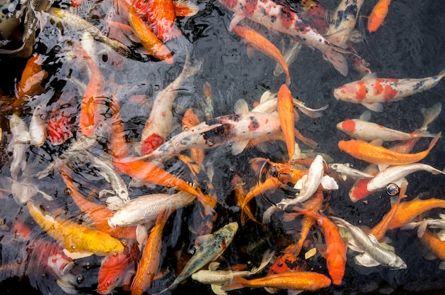 De nombreux poissons colorés dans l'eau