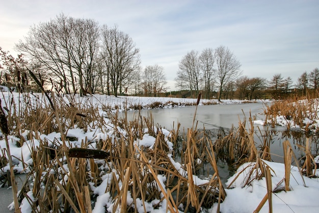 De nombreux roseaux au premier plan recouverts de neige sortent de la glace dans un petit lac. Derrière le lac poussent de nombreux arbres. Le ciel est gris de nuages. Le temps est calme.