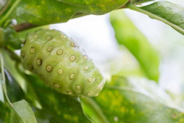 Noni de l&#39;arbre dans la nature, copiez l&#39;espace.