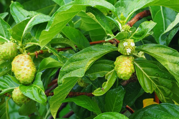 Noni, Great morinda, mûrier de plage, après la pluie.