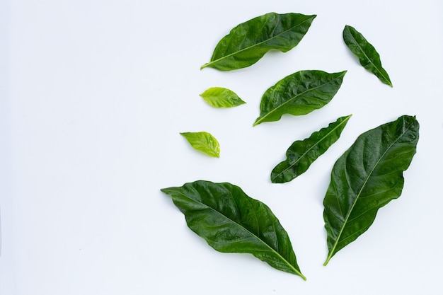 Noni ou Morinda Citrifolia laisse sur mur blanc.