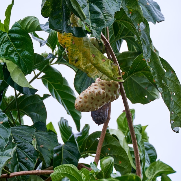 Le noni nutritif. Un trésor tropical