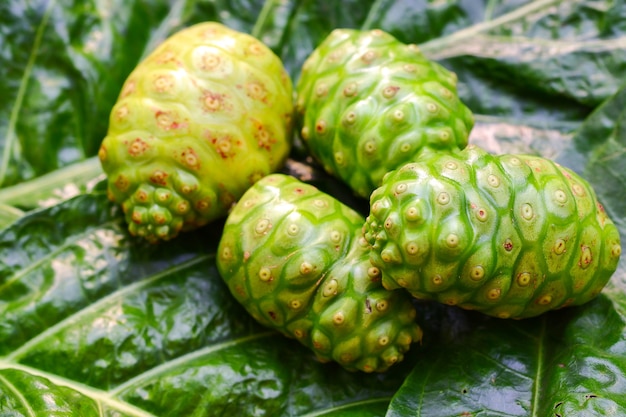 Le noni tahitien Great morinda green est une herbe sur fond de feuilles vertes