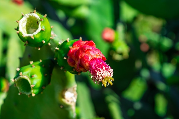 nopalea cochenillifera gros plan.