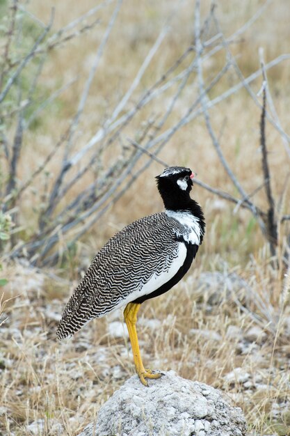 Le nord de la Corée noire dans le parc national d'Etosha