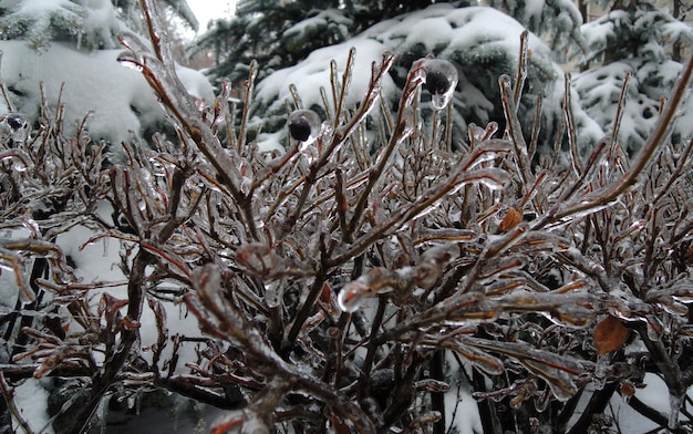 Énorme couche de glace sur un buisson avec des baies congelées Banque de Photo