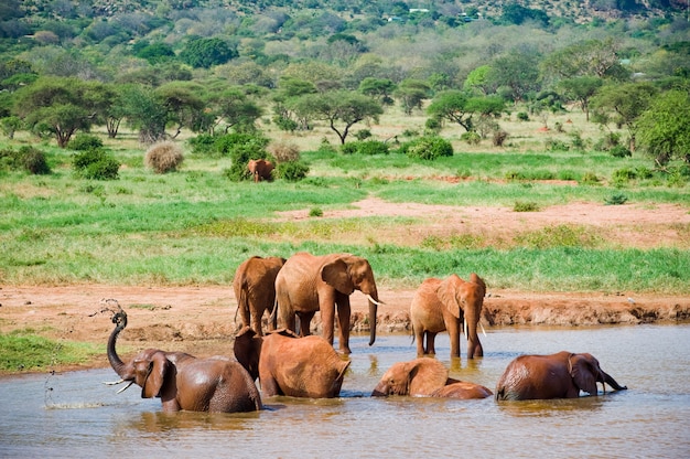 Énorme éléphant d'Afrique