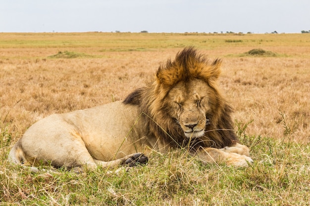 Énorme lion endormi sur la colline de la savane du Masai Mara au Kenya