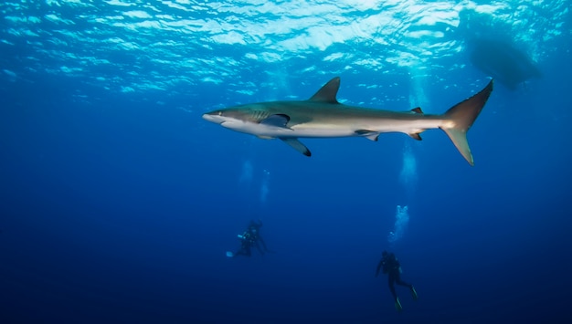 Énorme requin blanc dans l'océan bleu nage sous l'eau