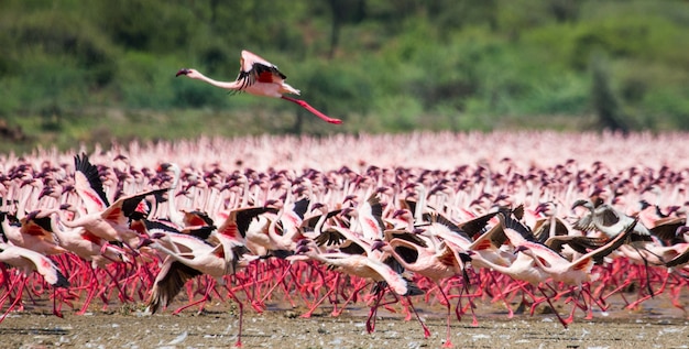 Énorme volée de flamants roses qui décolle