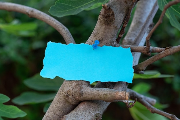 Note adhésive de couleur vierge épinglée avec punaise pour rappel sur une branche d'arbre dans la forêt Papier de notation vide sur bois représentant la nature et la promotion de bannière d'affaires