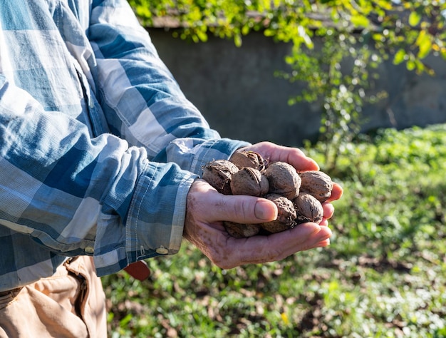 Notion agricole. Agriculteur tenant des noix à l'extérieur