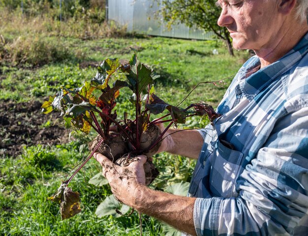 Notion agricole. Agriculteur tenant la racine de betterave fraîche. Récolte de légumes bio