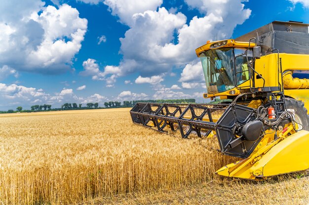 Notion agricole. Panorama de récolte mûre. Cueillette de céréales. Machinerie lourde. Ciel bleu au-dessus du champ.