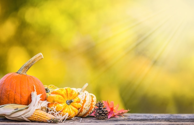 Notion d'automne. Citrouilles, épis de maïs et feuilles dans le jardin sur fond de bois.