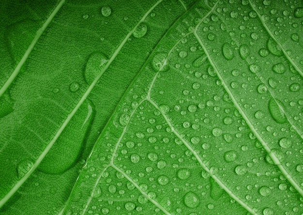 Notion De Nature. Gros plan de la feuille verte avec de nombreuses gouttelettes. Fraîcheur par les gouttes d'eau. Protection de l'environnement et ressources durables. Fond de texture de surface verte naturelle