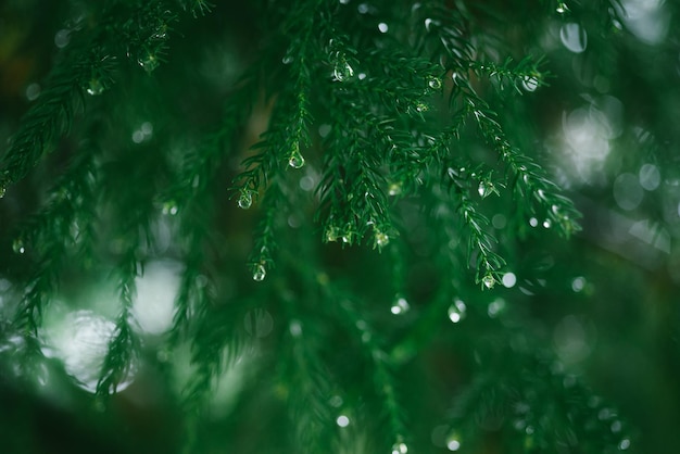 Notion de Noël. Épinette Verte Avec Des Gouttes De Rosée. Rosée Du Matin Sur Une Épinette Verte.