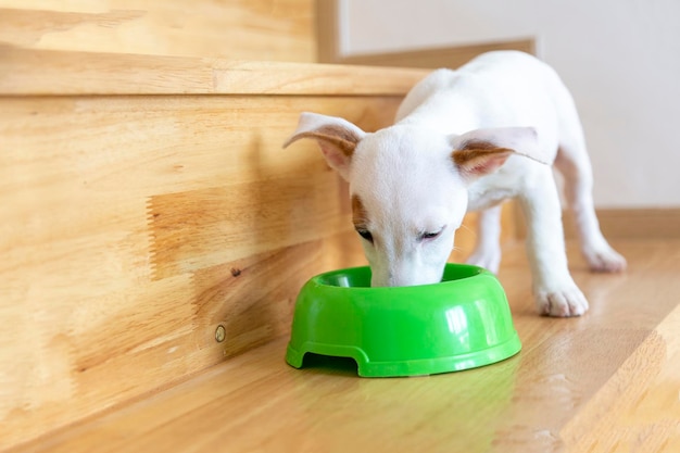 Nourrir les aliments pour chiens sur un bol pour chien sur un plancher en bois dans le concept des amoureux des animaux