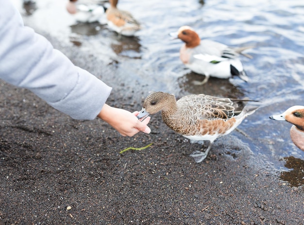 Photo nourrir le canard