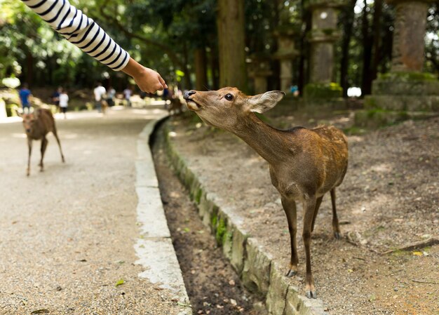 Nourrir le cerf