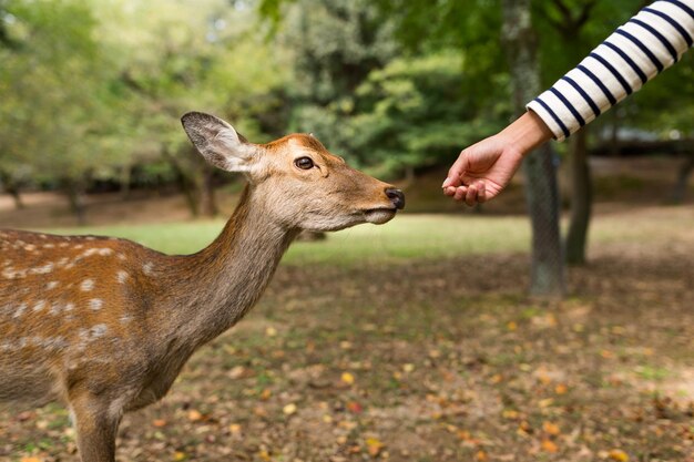 Nourrir le cerf