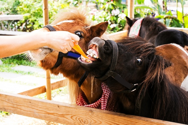 nourrir un cheval par des mains dans la ferme