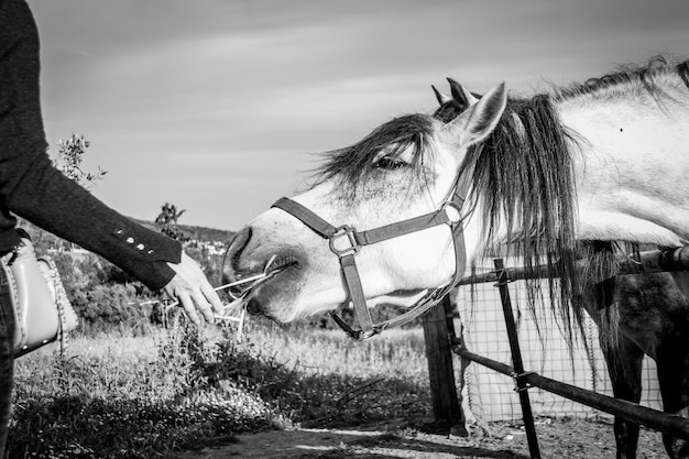 Photo nourrir un cheval