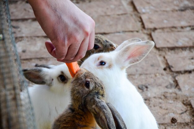 Nourrir les lapins pour qu'ils mangent des carottes