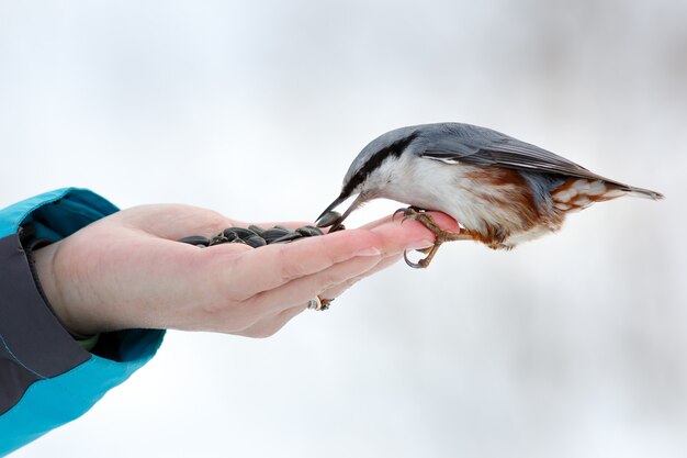 Nourrir les oiseaux affamés en hiver. La sittelle prend des graines de tournesol d'une main. Sitta europaea