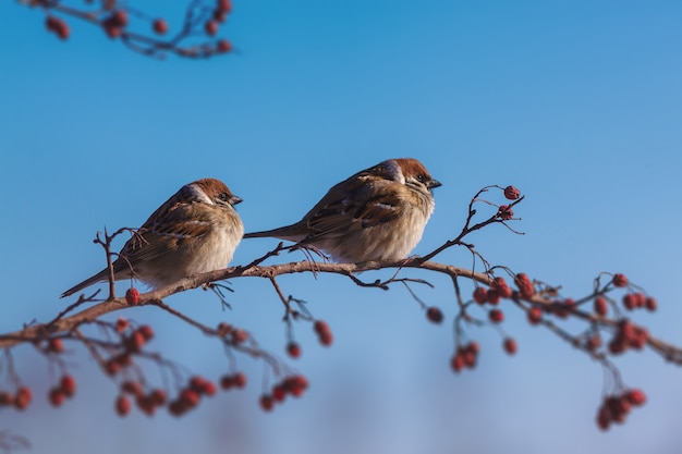 Nourrir les oiseaux