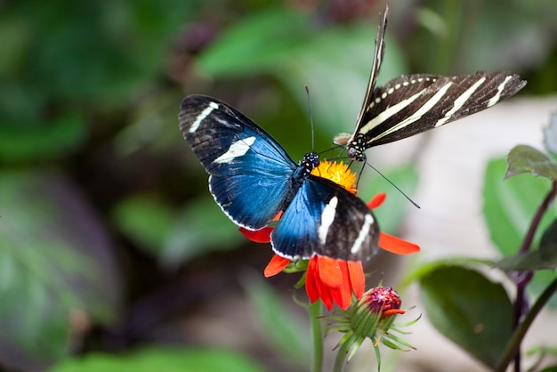 Nourrir les papillons