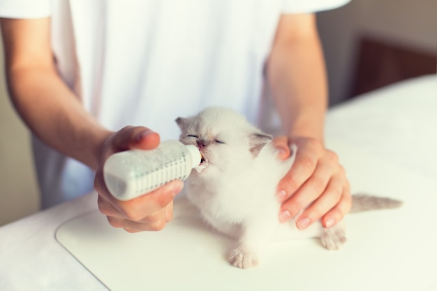 Nourrir le petit chaton avec du lait de remplacement